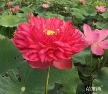 高度80厘米荷花