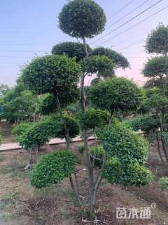 12公分造型女贞