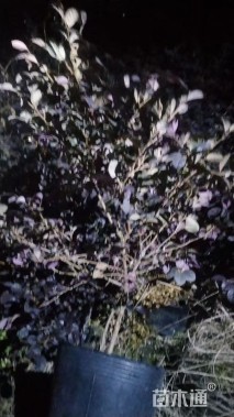 高度50厘米红花继木