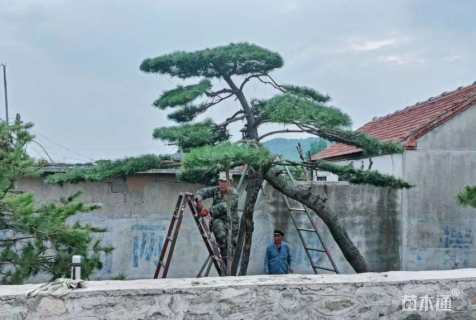 20公分造型黑松