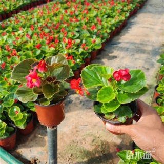 高度25厘米四季海棠