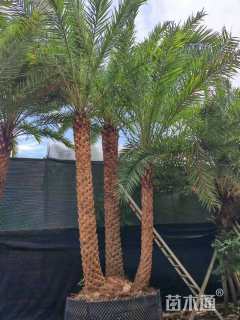 裸干高400厘米银海枣