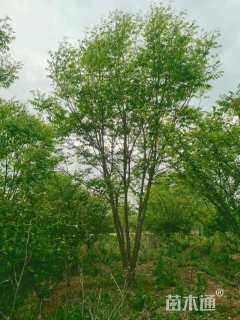 35公分(4杆)丛生无患子