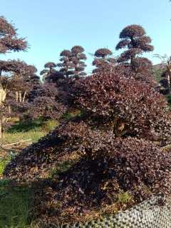 高度200厘米小叶女贞