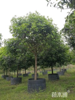 15公分高杆八月桂