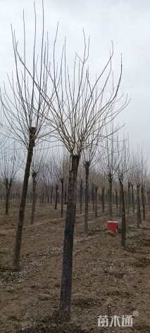 25公分金叶白蜡