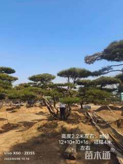 14公分造型黑松