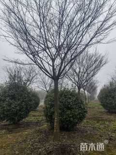12公分朴树