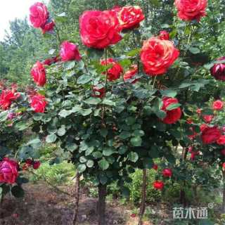 高度130厘米高杆月季