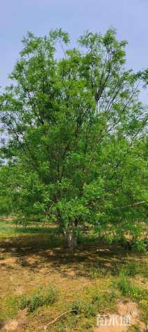 高度800厘米丛生国槐