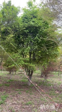 高度800厘米丛生鸡爪槭