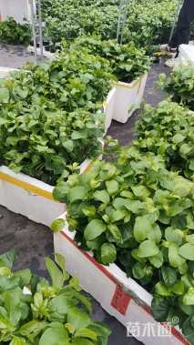 主蔓长30厘米西番莲