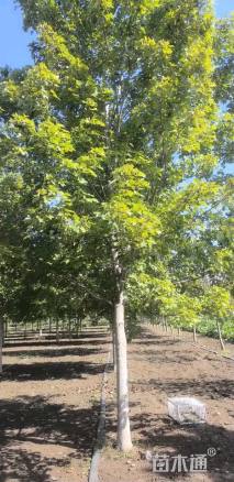 14公分美国红枫