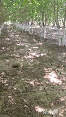 高度900厘米丛生白蜡