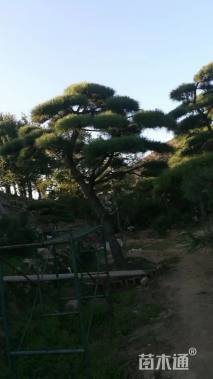 高度1000厘米黑松