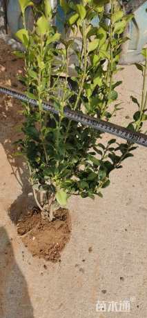 高度60厘米卫矛