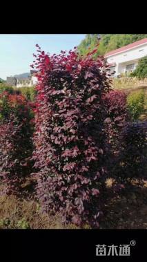 高度100厘米红花继木柱