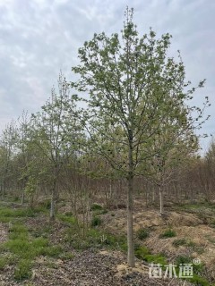 12公分北美枫香