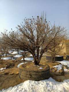 高度220厘米紫斑牡丹