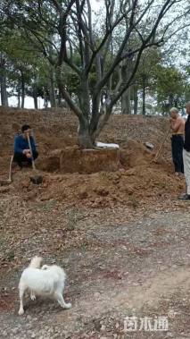 50公分丛生朴树