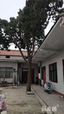 高度1000厘米柏树