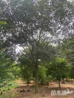 21公分朴树