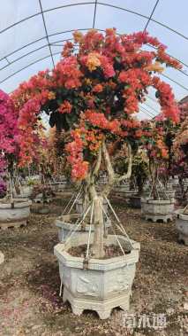 高度200厘米三角梅