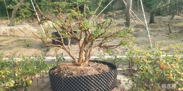 高度100厘米雀舌黄杨