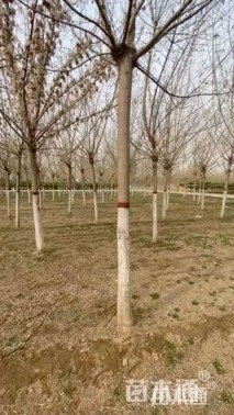 12公分金叶复叶槭