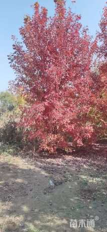 高度400厘米丛生美国红枫