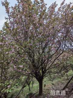 20公分日本晚樱