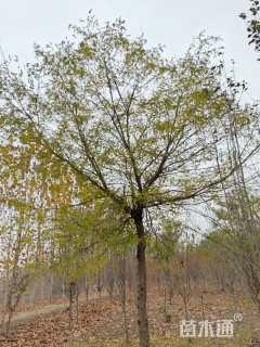 18公分红皮皂角