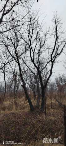 40公分(3杆)丛生黄连木