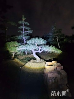 高度130厘米黑松