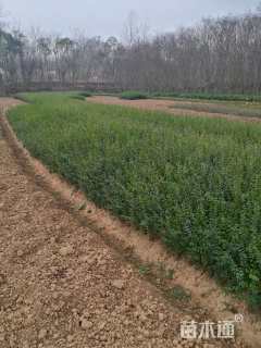 高度20厘米小叶女贞