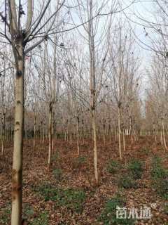 10公分美国红枫