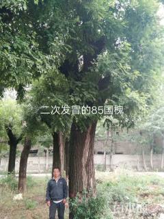 85公分国槐