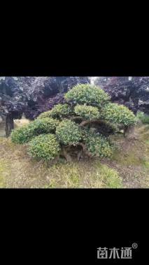 断根苗造型罗汉松