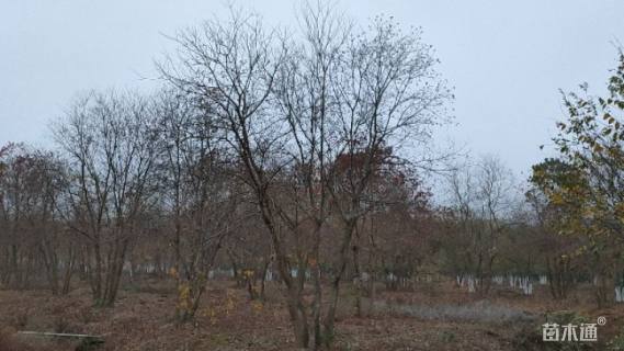 30公分(3杆)丛生乌桕