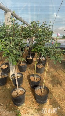 高度80厘米月季