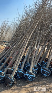 高度500厘米银杏小苗