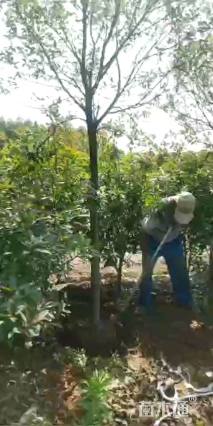 18公分染井吉野樱