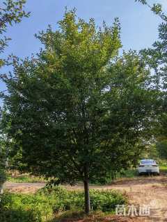 11公分北美海棠