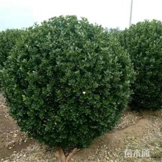 冠幅250厘米大叶黄杨球