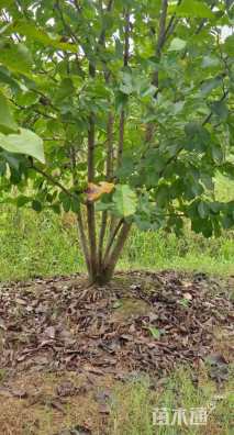 高度600厘米丛生玉兰