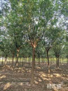 12公分国槐