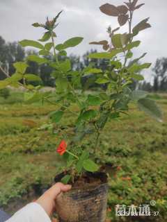 高度30厘米月季