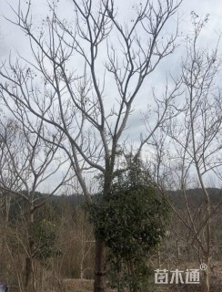 30公分栾树摇钱树