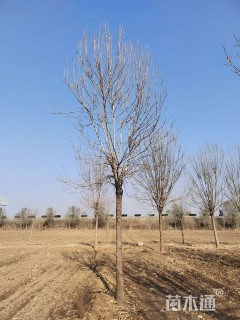 高度550厘米丛生金叶白蜡