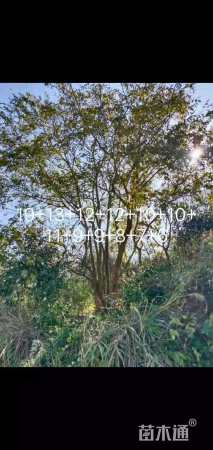 40公分丛生朴树